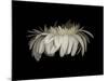 Daisy 10: White Gerbera Daisy-Doris Mitsch-Mounted Photographic Print