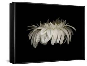 Daisy 10: White Gerbera Daisy-Doris Mitsch-Framed Stretched Canvas