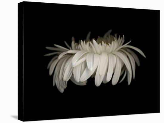 Daisy 10: White Gerbera Daisy-Doris Mitsch-Stretched Canvas