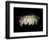 Daisy 10: White Gerbera Daisy-Doris Mitsch-Framed Photographic Print