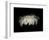 Daisy 10: White Gerbera Daisy-Doris Mitsch-Framed Photographic Print