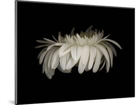 Daisy 10: White Gerbera Daisy-Doris Mitsch-Mounted Photographic Print