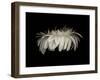 Daisy 10: White Gerbera Daisy-Doris Mitsch-Framed Photographic Print