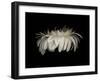 Daisy 10: White Gerbera Daisy-Doris Mitsch-Framed Photographic Print