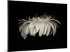 Daisy 10: White Gerbera Daisy-Doris Mitsch-Mounted Photographic Print