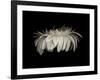 Daisy 10: White Gerbera Daisy-Doris Mitsch-Framed Photographic Print