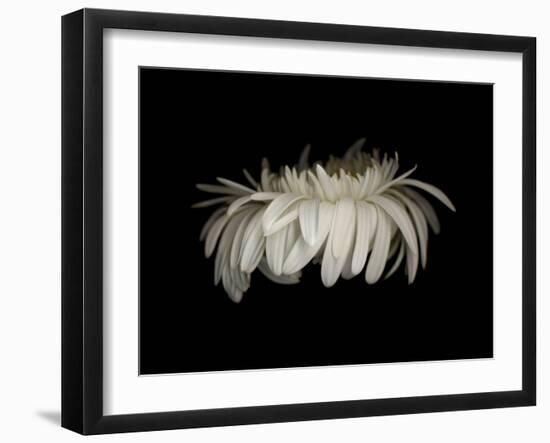 Daisy 10: White Gerbera Daisy-Doris Mitsch-Framed Premium Photographic Print