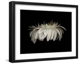 Daisy 10: White Gerbera Daisy-Doris Mitsch-Framed Premium Photographic Print