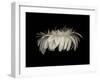 Daisy 10: White Gerbera Daisy-Doris Mitsch-Framed Premium Photographic Print