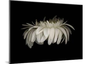 Daisy 10: White Gerbera Daisy-Doris Mitsch-Mounted Premium Photographic Print