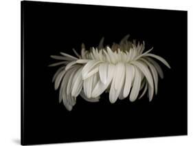 Daisy 10: White Gerbera Daisy-Doris Mitsch-Stretched Canvas