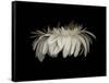 Daisy 10: White Gerbera Daisy-Doris Mitsch-Framed Stretched Canvas