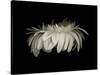 Daisy 10: White Gerbera Daisy-Doris Mitsch-Stretched Canvas