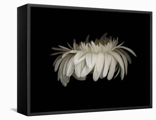 Daisy 10: White Gerbera Daisy-Doris Mitsch-Framed Stretched Canvas