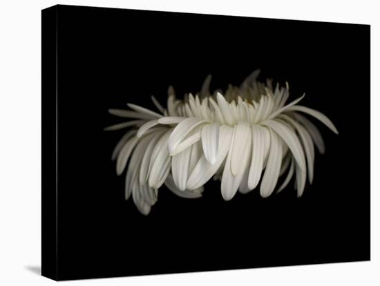 Daisy 10: White Gerbera Daisy-Doris Mitsch-Stretched Canvas