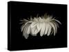 Daisy 10: White Gerbera Daisy-Doris Mitsch-Stretched Canvas