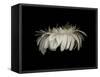 Daisy 10: White Gerbera Daisy-Doris Mitsch-Framed Stretched Canvas