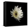 Daisy 8: Floating White Gerbera Daisy-Doris Mitsch-Framed Stretched Canvas