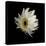 Daisy 8: Floating White Gerbera Daisy-Doris Mitsch-Stretched Canvas