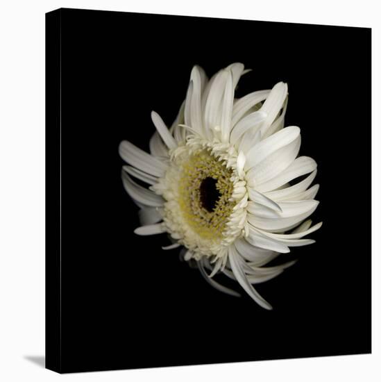 Daisy 8: Floating White Gerbera Daisy-Doris Mitsch-Stretched Canvas