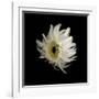 Daisy 8: Floating White Gerbera Daisy-Doris Mitsch-Framed Photographic Print