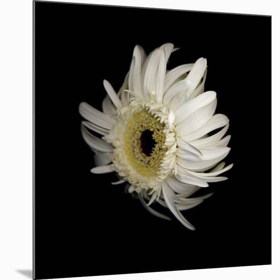 Daisy 8: Floating White Gerbera Daisy-Doris Mitsch-Mounted Photographic Print