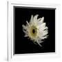 Daisy 8: Floating White Gerbera Daisy-Doris Mitsch-Framed Photographic Print