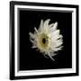 Daisy 8: Floating White Gerbera Daisy-Doris Mitsch-Framed Photographic Print