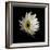 Daisy 8: Floating White Gerbera Daisy-Doris Mitsch-Framed Photographic Print