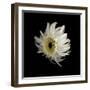 Daisy 8: Floating White Gerbera Daisy-Doris Mitsch-Framed Photographic Print