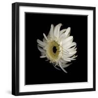 Daisy 8: Floating White Gerbera Daisy-Doris Mitsch-Framed Photographic Print