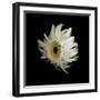 Daisy 8: Floating White Gerbera Daisy-Doris Mitsch-Framed Photographic Print