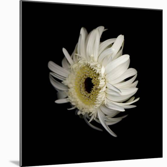 Daisy 8: Floating White Gerbera Daisy-Doris Mitsch-Mounted Photographic Print
