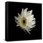 Daisy 8: Floating White Gerbera Daisy-Doris Mitsch-Framed Stretched Canvas