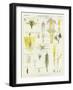 Daisy and Dandelion-null-Framed Giclee Print