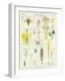 Daisy and Dandelion-null-Framed Giclee Print