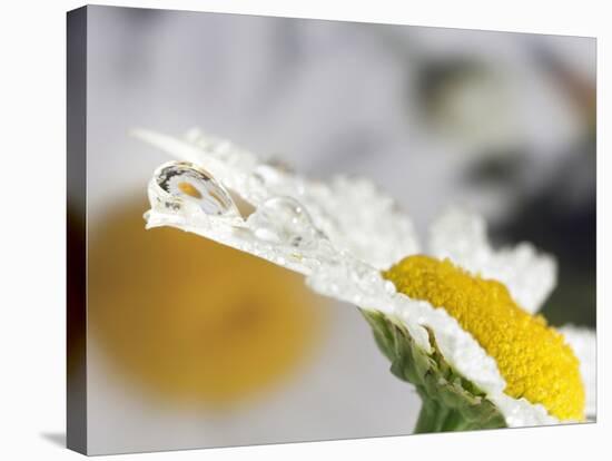 Daisy and Dew Drop Reflection, Kentucky, Usa-Adam Jones-Stretched Canvas
