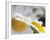 Daisy and Dew Drop Reflection, Kentucky, Usa-Adam Jones-Framed Photographic Print