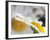 Daisy and Dew Drop Reflection, Kentucky, Usa-Adam Jones-Framed Photographic Print