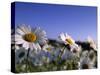 Daisy, Asteraceae, Hiller Moor, Germany-Thorsten Milse-Stretched Canvas