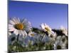 Daisy, Asteraceae, Hiller Moor, Germany-Thorsten Milse-Mounted Photographic Print