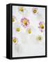 Daisy, Bellis Perennis, Blossoms, Pink, Red, White-Axel Killian-Framed Stretched Canvas