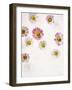 Daisy, Bellis Perennis, Blossoms, Pink, Red, White-Axel Killian-Framed Photographic Print