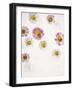 Daisy, Bellis Perennis, Blossoms, Pink, Red, White-Axel Killian-Framed Photographic Print