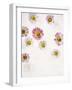 Daisy, Bellis Perennis, Blossoms, Pink, Red, White-Axel Killian-Framed Photographic Print