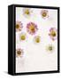 Daisy, Bellis Perennis, Blossoms, Pink, Red, White-Axel Killian-Framed Stretched Canvas