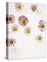 Daisy, Bellis Perennis, Blossoms, Pink, Red, White-Axel Killian-Stretched Canvas