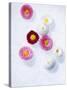 Daisy, Bellis Perennis, Blossoms, Pink, White, Red-Axel Killian-Stretched Canvas