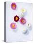 Daisy, Bellis Perennis, Blossoms, Pink, White, Red-Axel Killian-Stretched Canvas