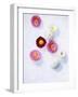 Daisy, Bellis Perennis, Blossoms, Pink, White, Red-Axel Killian-Framed Photographic Print